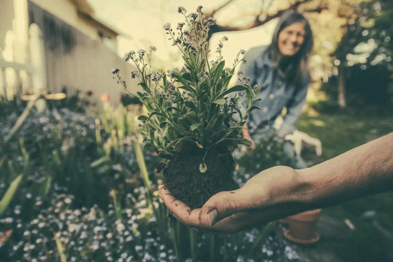 Cztery powody, dla których potrzebujesz roślin w swoim domu